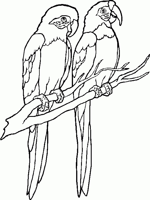 Coloriage d'animaux sauvages de la jungle en pleine activité