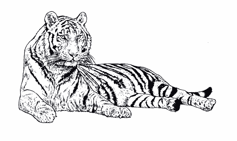 Coloriage d'animaux sauvages de la jungle en pleine activité