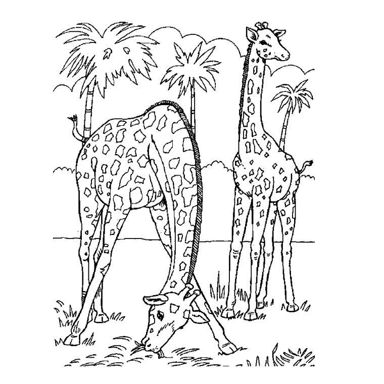 Coloriage d'animaux sauvages de la jungle en pleine activité