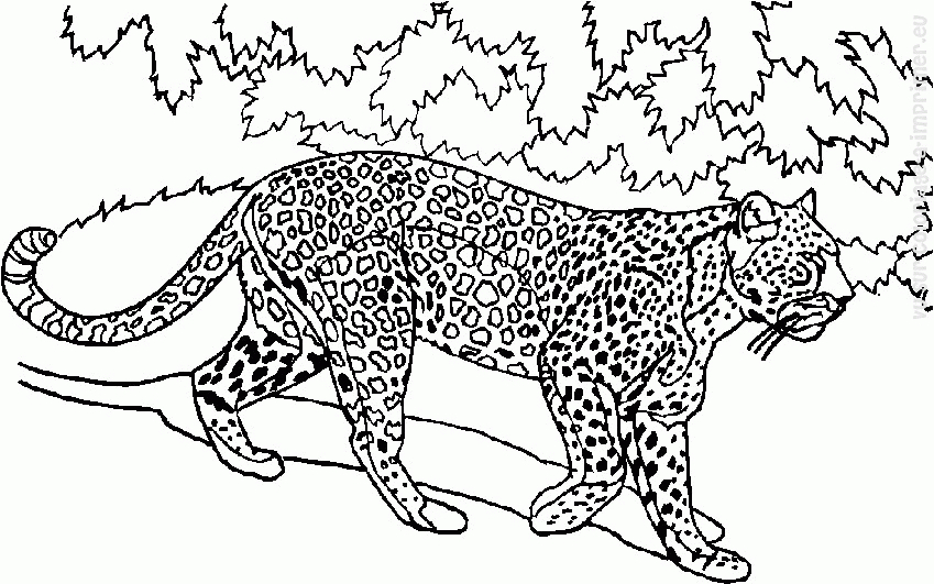 Coloriage d'animaux sauvages de la jungle en pleine activité