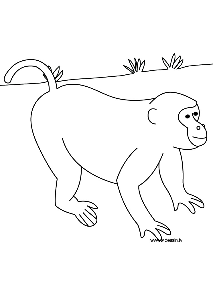 Animaux sauvages de la jungle en pleine exploration