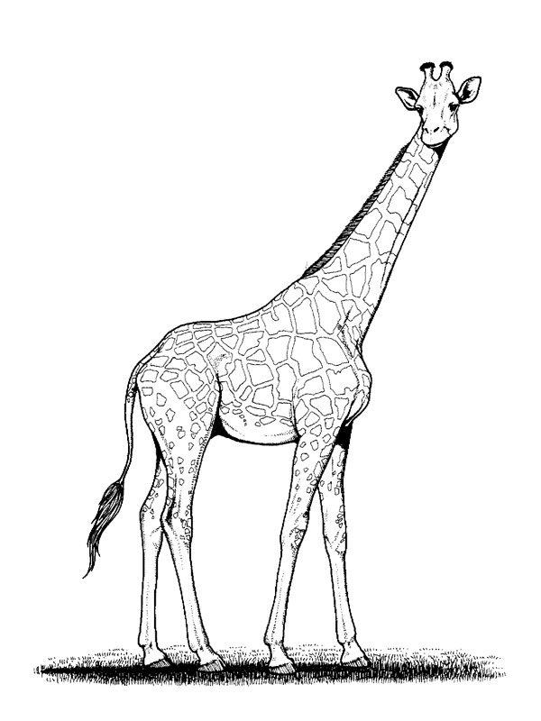 Coloriage d'animaux sauvages de la jungle en pleine activité