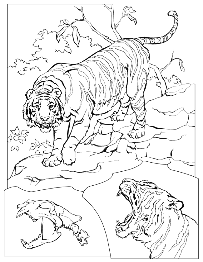 Animaux sauvages de la jungle en pleine exploration Animaux sauvages de la jungle en pleine exploration