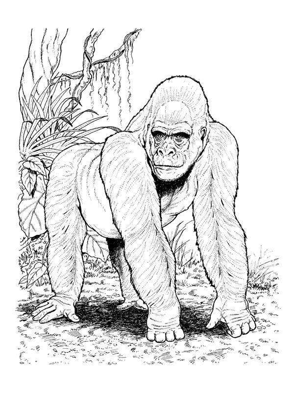 Animaux sauvages de la jungle en pleine exploration