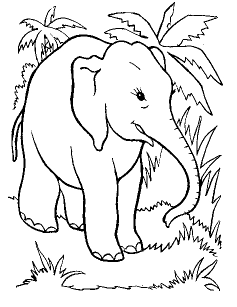 Coloriage d'animaux sauvages dans la jungle en pleine exploration