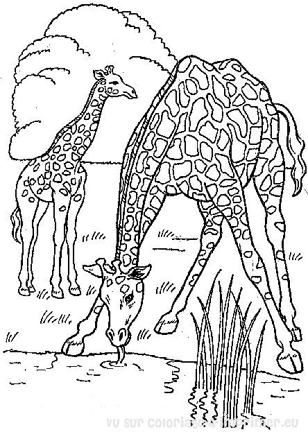 Coloriage d'animaux sauvages de la jungle en pleine activité