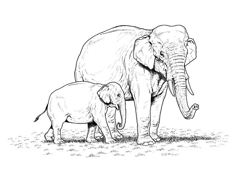 Scène de la jungle avec des animaux sauvages en pleine activité
