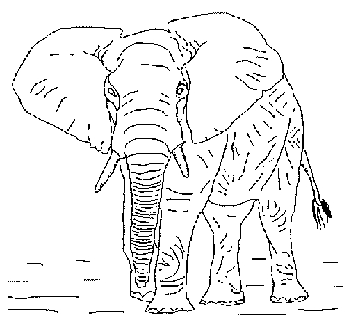 Coloriage d'animaux sauvages de la jungle en pleine activité