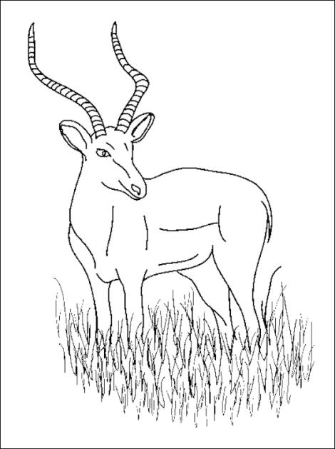 Antilope dans un paysage naturel à colorier