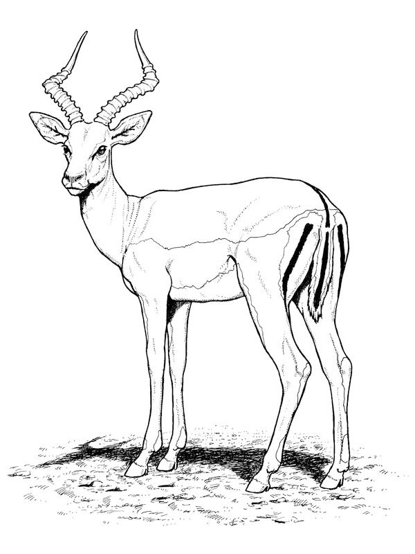 Antilope en pleine nature, prête à être colorée Antilope en pleine nature, prête à être colorée