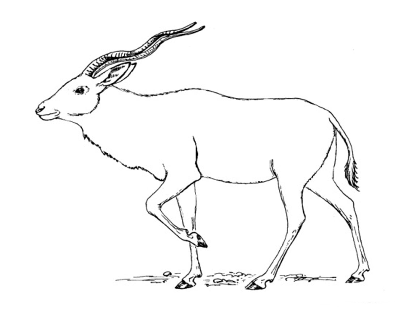 Antilope paisiblement debout dans son habitat naturel