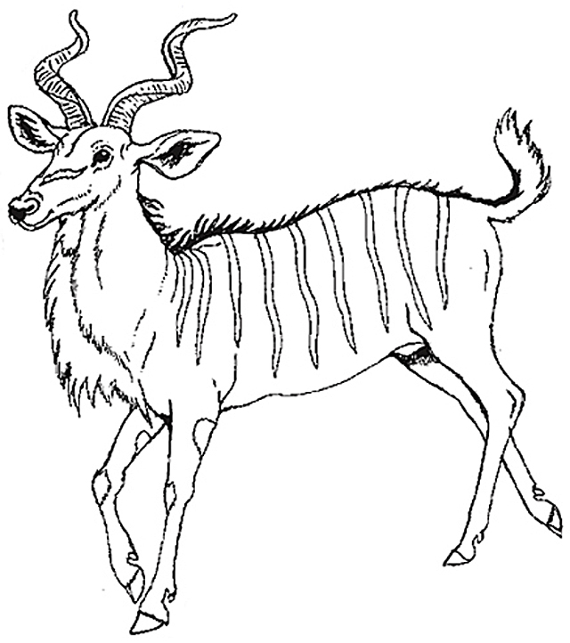 Antilope paisiblement en train de brouter dans la savane