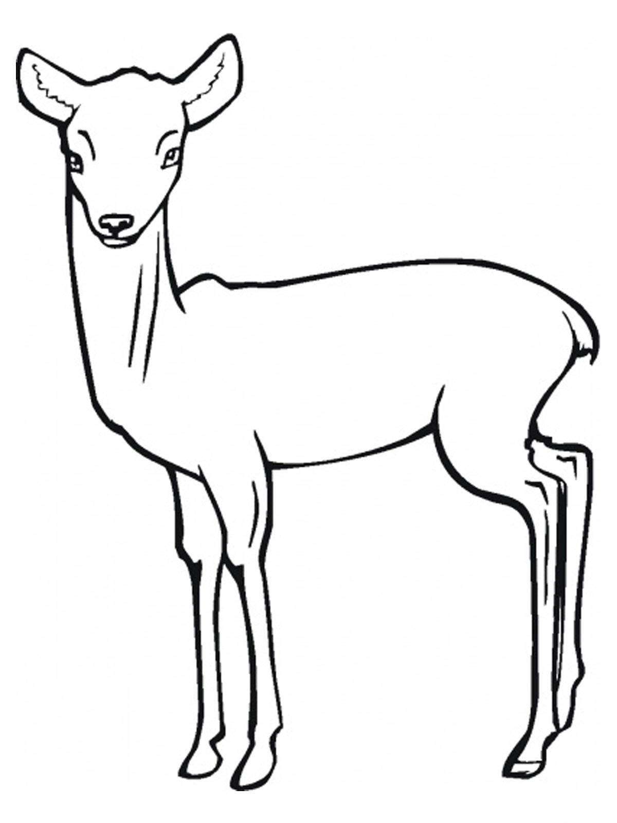 Antilope majestueuse dans un paysage naturel