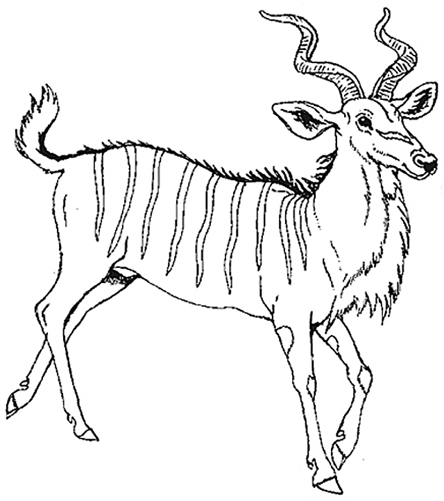 Antilope en pleine course dans un paysage naturel