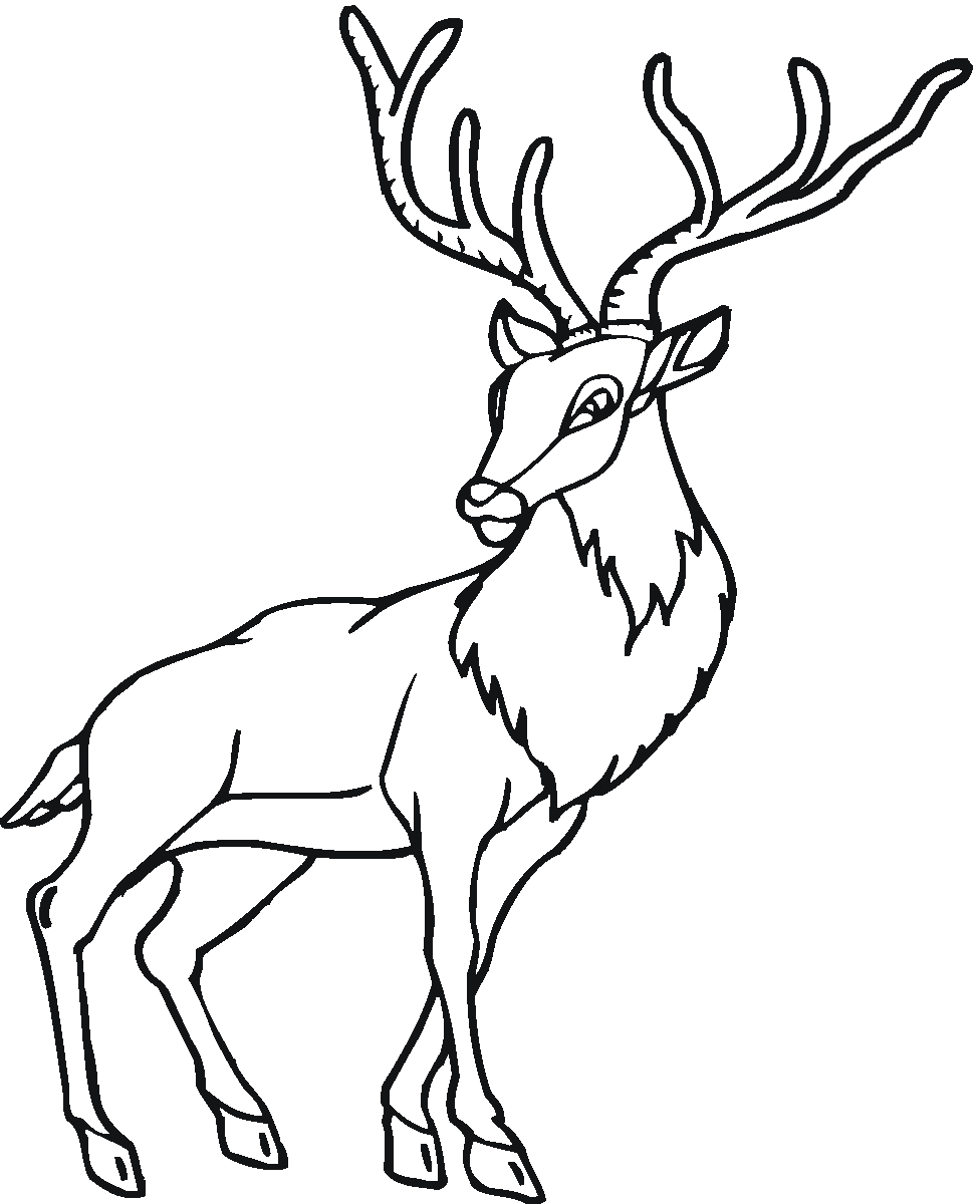 Antilope en pleine nature à la recherche de nourriture