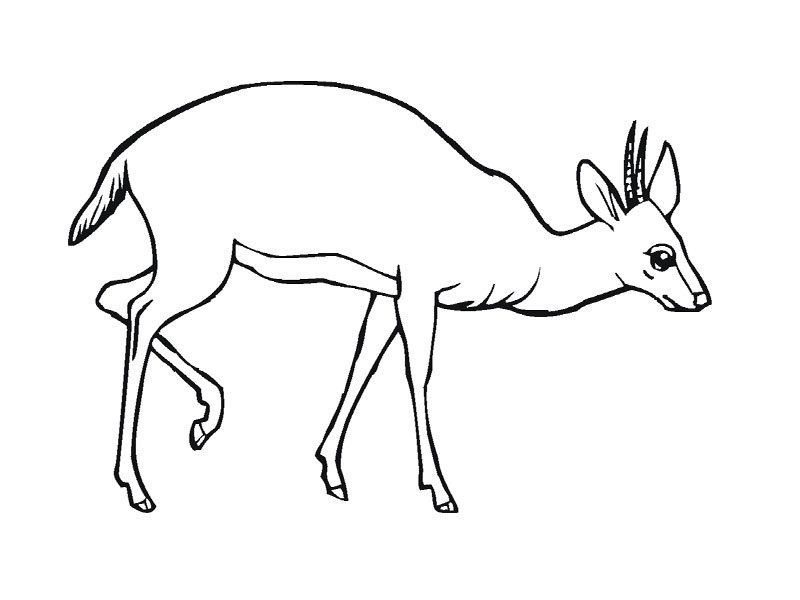 Antilope se déplaçant dans un paysage naturel