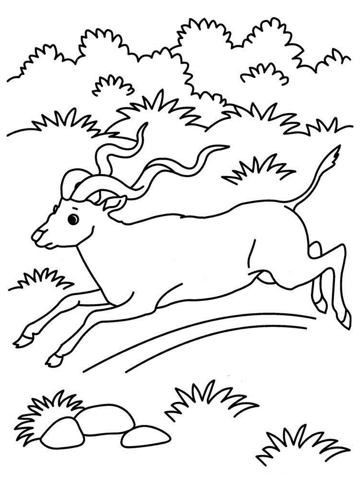 Antilope paisible dans un paysage naturel