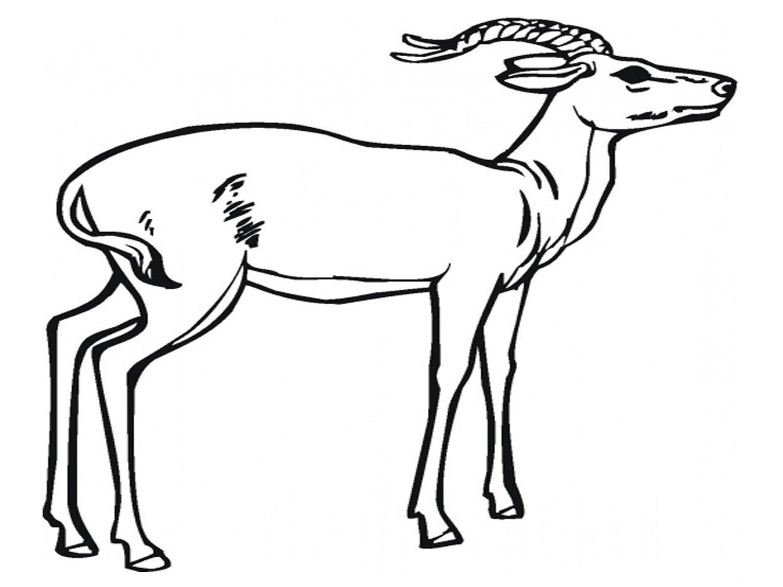 Antilope se reposant dans un paysage naturel