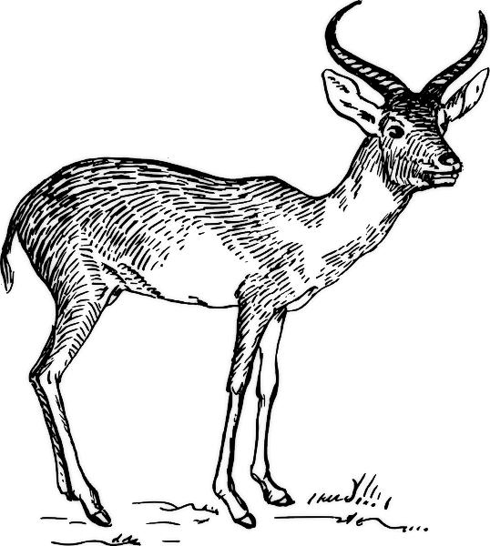 Antilope en pleine course dans la savane