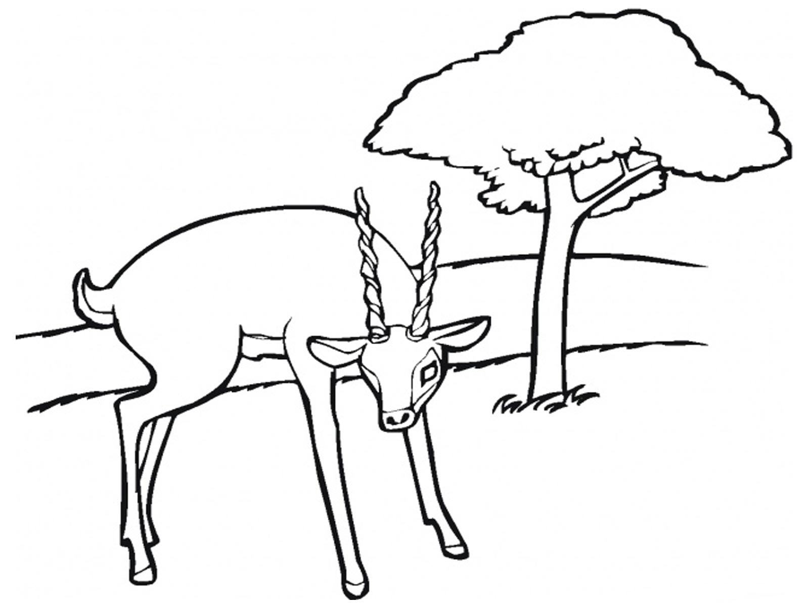 Antilope paisible dans un paysage naturel