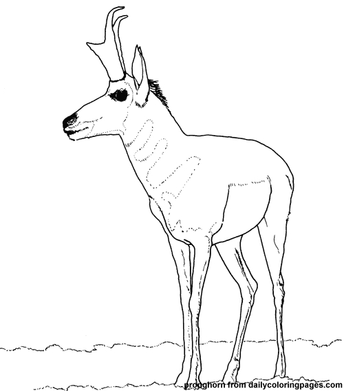 Antilope paisible dans un paysage naturel