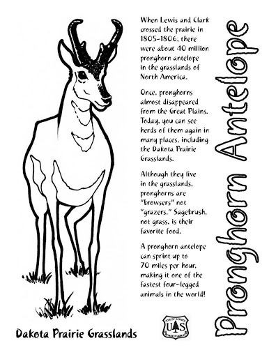 Antilope paisible dans un paysage naturel
