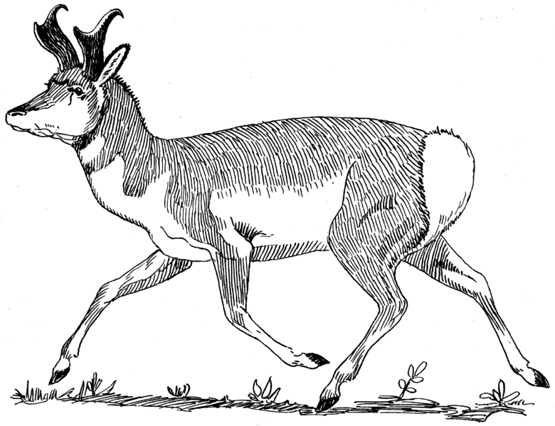 Antilope paisible dans la savane africaine