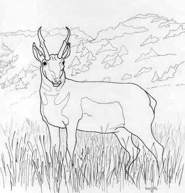 Antilope se reposant dans un paysage naturel