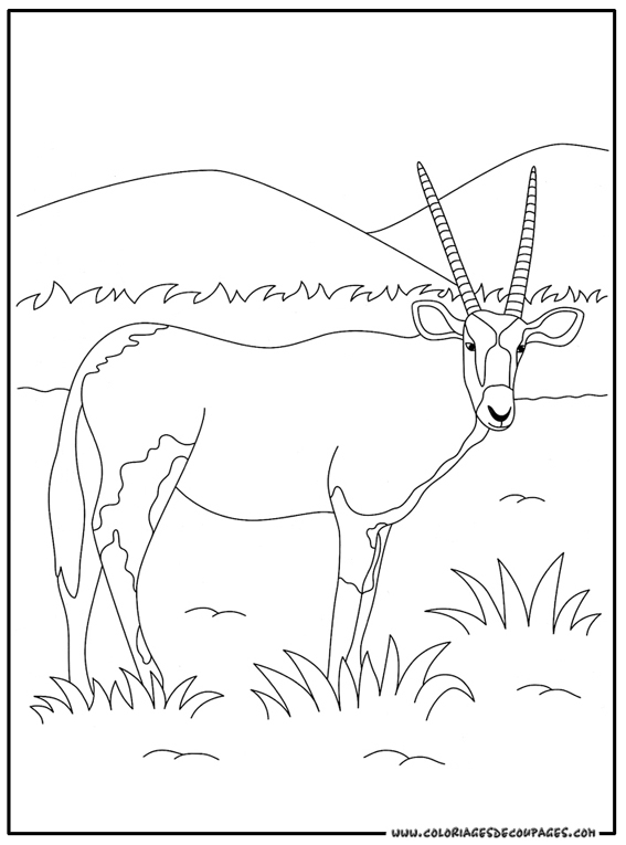 Antilope dans un environnement naturel à colorier