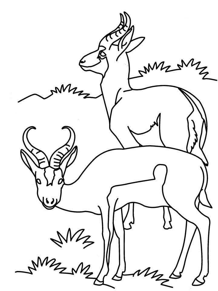 Antilope se tenant dans un paysage de savane