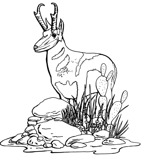 Coloriage d'une antilope paisible dans son habitat naturel