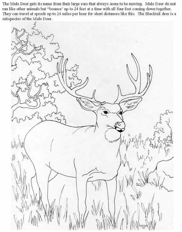 Antilope paisible dans un paysage naturel