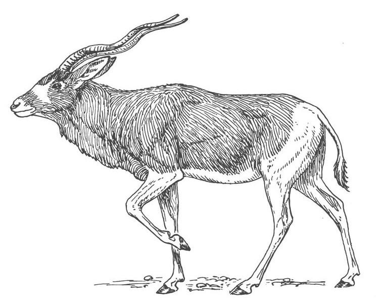 Antilope paisible dans un paysage naturel
