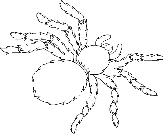 Coloriage d'une araignée suspendue dans sa toile Coloriage d'une araignée suspendue dans sa toile