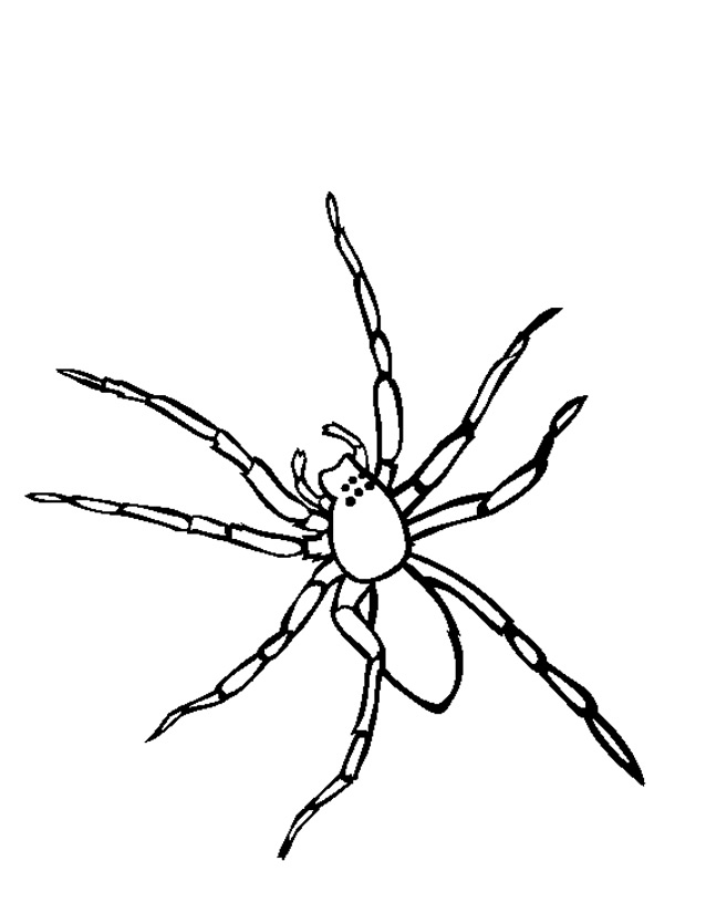 Coloriage d'une araignée suspendue dans sa toile