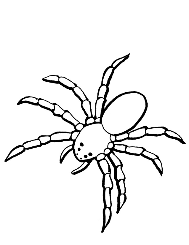 Coloriage d'une araignée sur sa toile avec des détails naturels