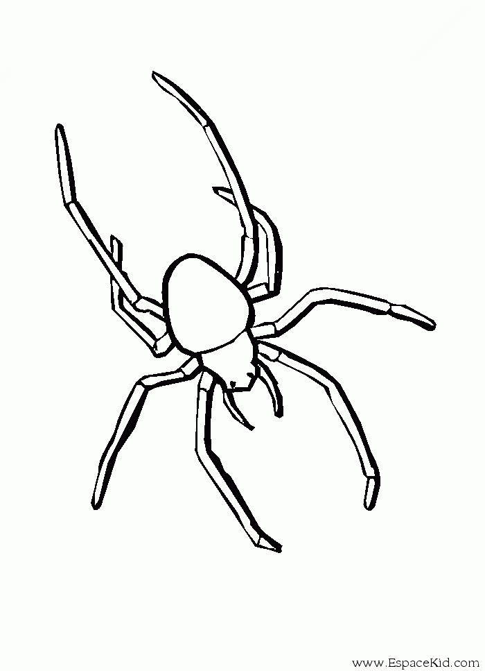Coloriage d'une araignée suspendue dans sa toile