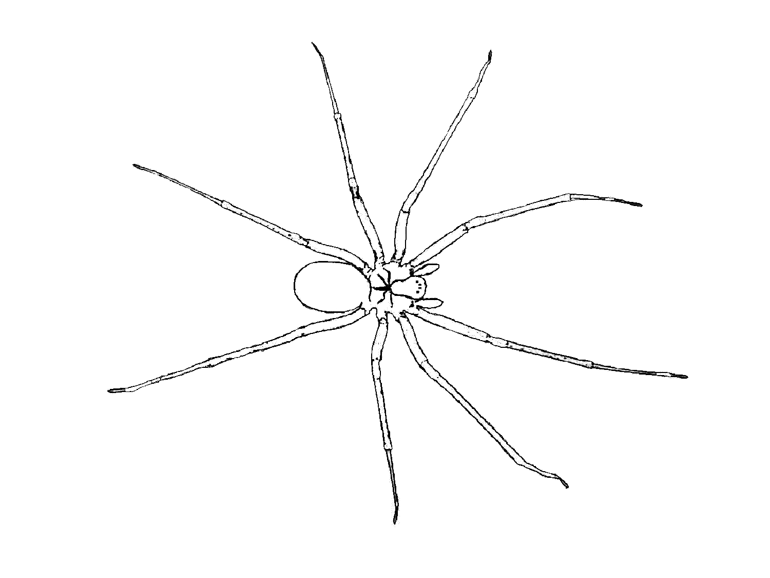Coloriage d'une araignée suspendue dans sa toile