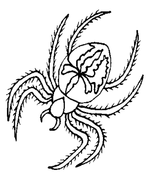Coloriage d'une araignée suspendue dans sa toile