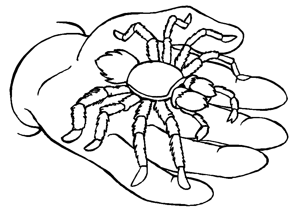 Coloriage d'une araignée suspendue dans sa toile
