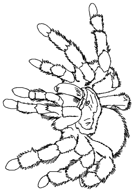 Coloriage d'une araignée sur sa toile dans un décor naturel