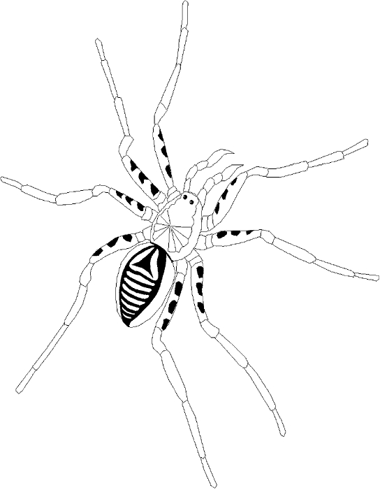Coloriage d'une araignée suspendue dans sa toile