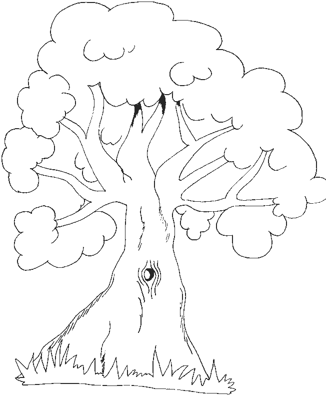 Coloriage d'un arbre majestueux avec un feuillage dense
