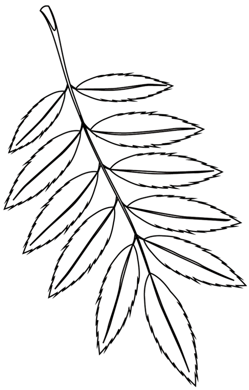 Coloriage d'un arbre majestueux au feuillage luxuriant