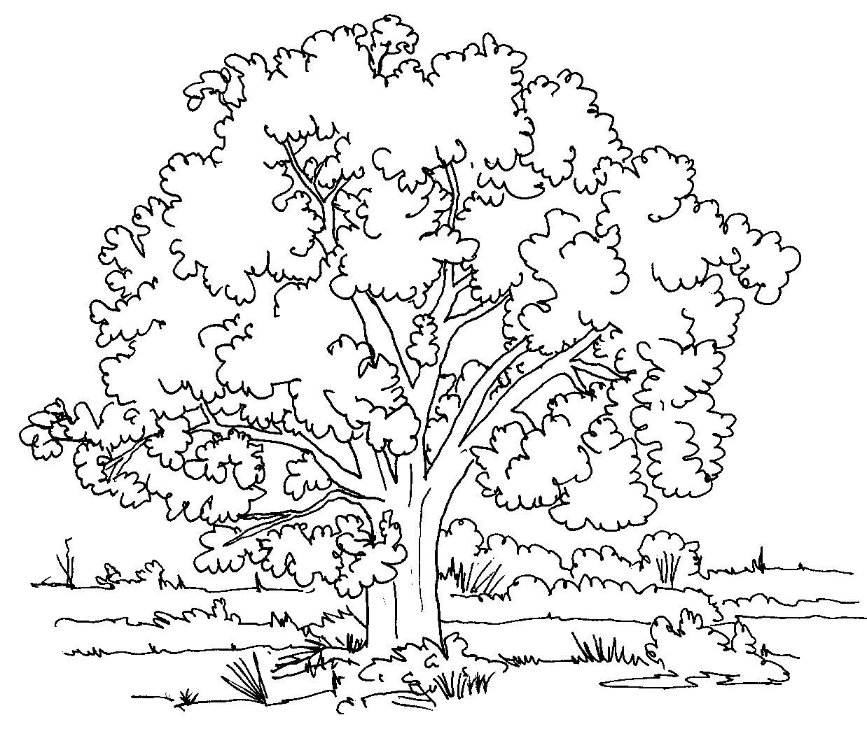 Coloriage d'un arbre majestueux sur fond de paysage naturel