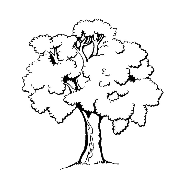 Coloriage d'un arbre majestueux sur fond de nature