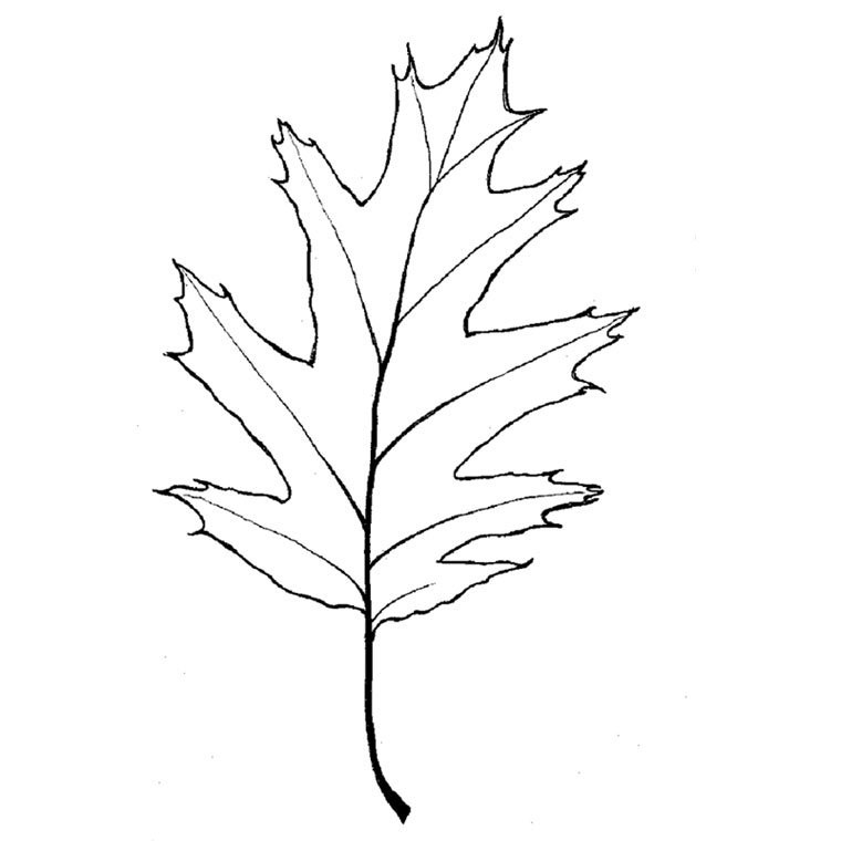 Coloriage d'un arbre majestueux dans un paysage naturel