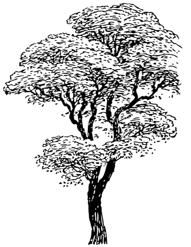 Coloriage d'un arbre majestueux avec des racines et des branches étendues Coloriage d'un arbre majestueux avec des racines et des branches étendues