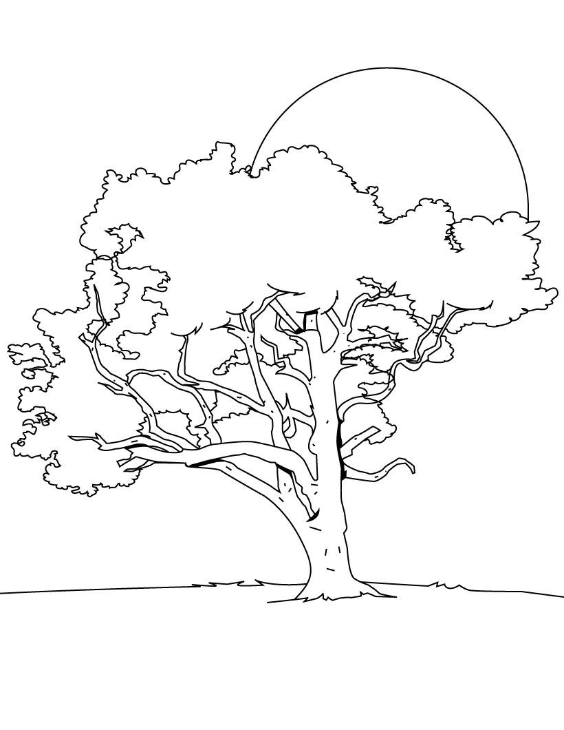 Coloriage d'un arbre majestueux avec des détails de feuillage et de sol