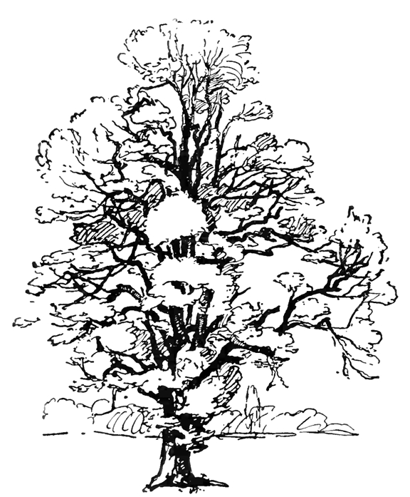 Coloriage d'un arbre majestueux avec un tronc noueux et un feuillage luxuriant